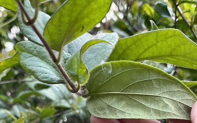 Lonicera macrantha, photographed by Yj