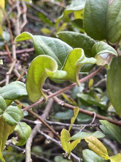 Lonicera macrantha, photographed by Yj