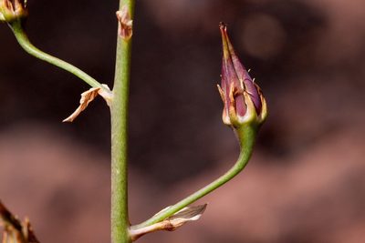 Anticlea virescens, photographed by Cecelia Alexander