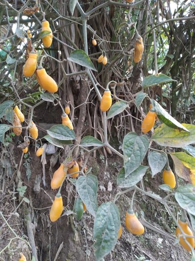Capsicum pubescens, photographed by Alfredo F. Fuentes Claros