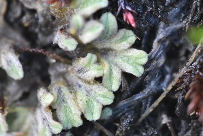 Riccia beyrichiana, photographed by Braden J. Judson
