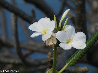 Plumeria alba, photographed by lallen