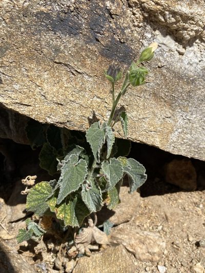 Abutilon parishii, photographed by Matt Berger