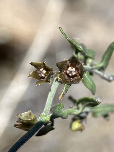 Pauciflora parvifolia, photographed by Matt Berger