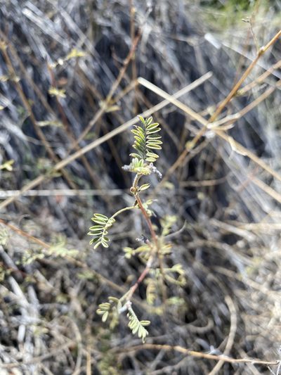 Dalea versicolor, photographed by Matt Berger