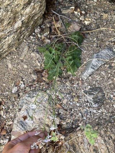 Dryopetalon runcinatum, photographed by Matt Berger