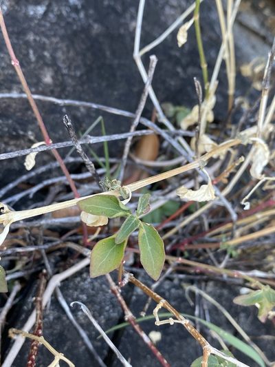 Iresine heterophylla, photographed by Matt Berger