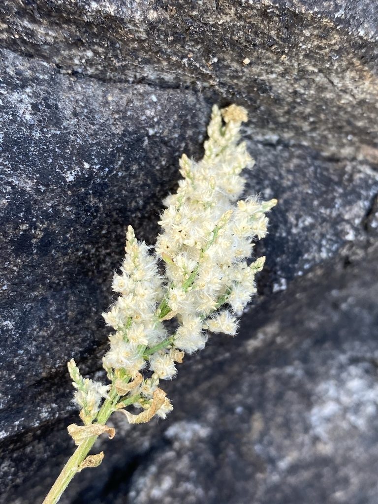 Iresine heterophylla, photographed by Matt Berger