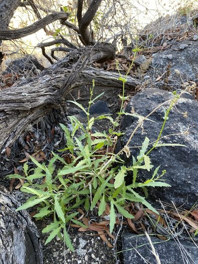 Senecio lemmonii, photographed by Matt Berger