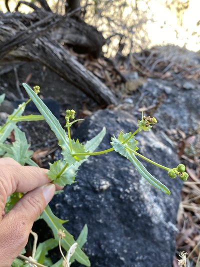 Senecio lemmonii, photographed by Matt Berger