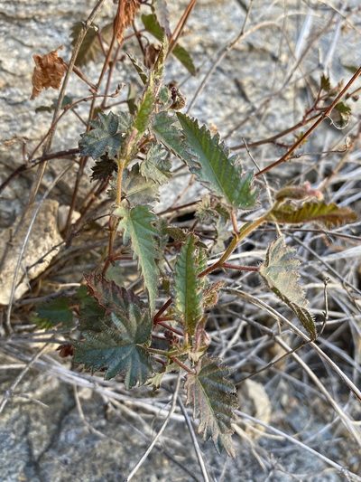 Tragia nepetifolia, photographed by Matt Berger