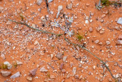 Androstephium breviflorum, photographed by Dominic Gentilcore
