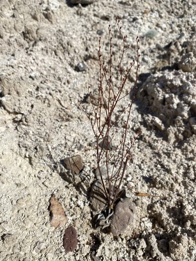Eriogonum exaltatum, photographed by Matt Berger