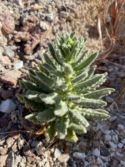 Phacelia palmeri, photographed by Matt Berger