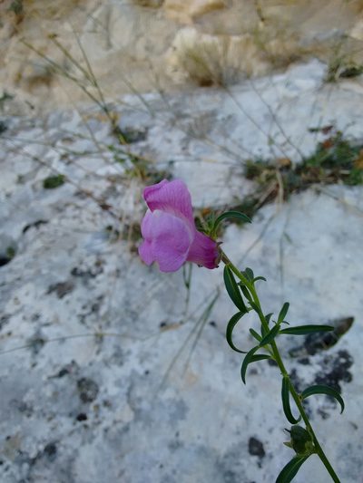 Antirrhinum controversum, photographed by Rafael Medina