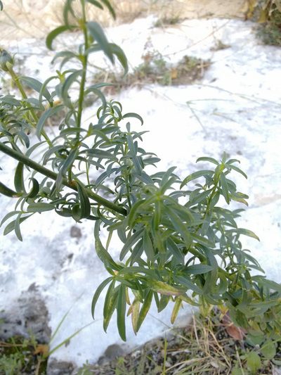 Antirrhinum controversum, photographed by Rafael Medina
