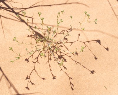 Eremocarya micrantha, photographed by Dominic Gentilcore