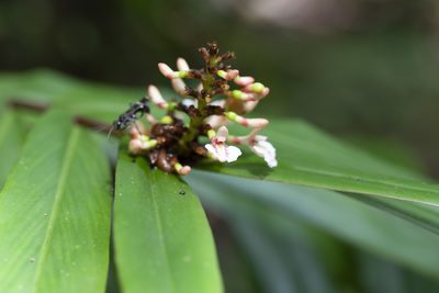 Alpinia modesta, photographed by Kym Nicolson
