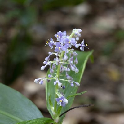 Pollia macrophylla, photographed by Kym Nicolson