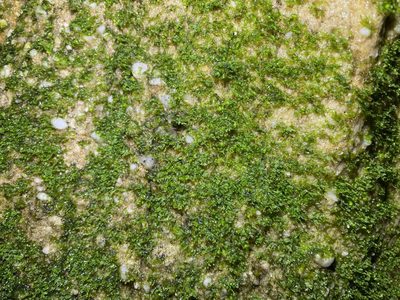 Vittaria appalachiana, photographed by Noah Yawn