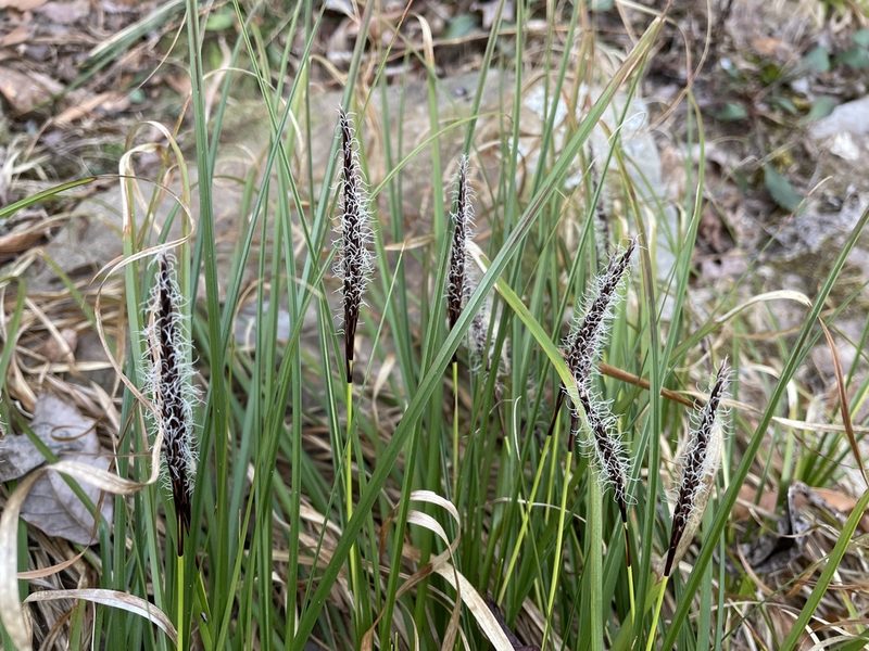 Carex picta, photographed by Noah Yawn