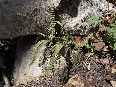 Asplenium resiliens, photographed by Noah Yawn