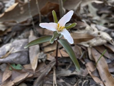 Trillium pusillum, photographed by Noah Yawn