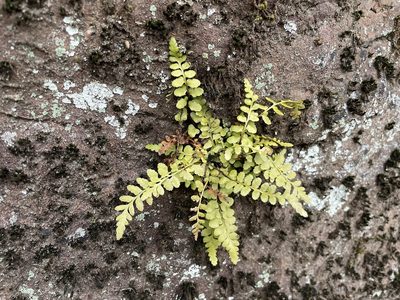 Asplenium bradleyi, photographed by Noah Yawn