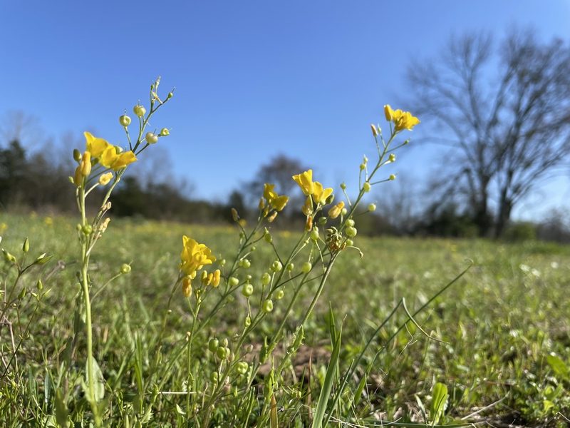 Paysonia lyrata, photographed by Noah Yawn