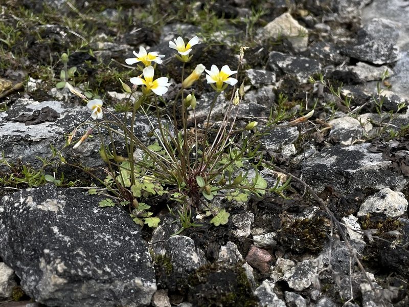 Leavenworthia crassa, photographed by Noah Yawn