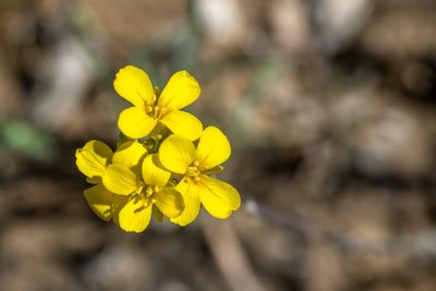 Physaria tenella, photographed by Dominic Gentilcore