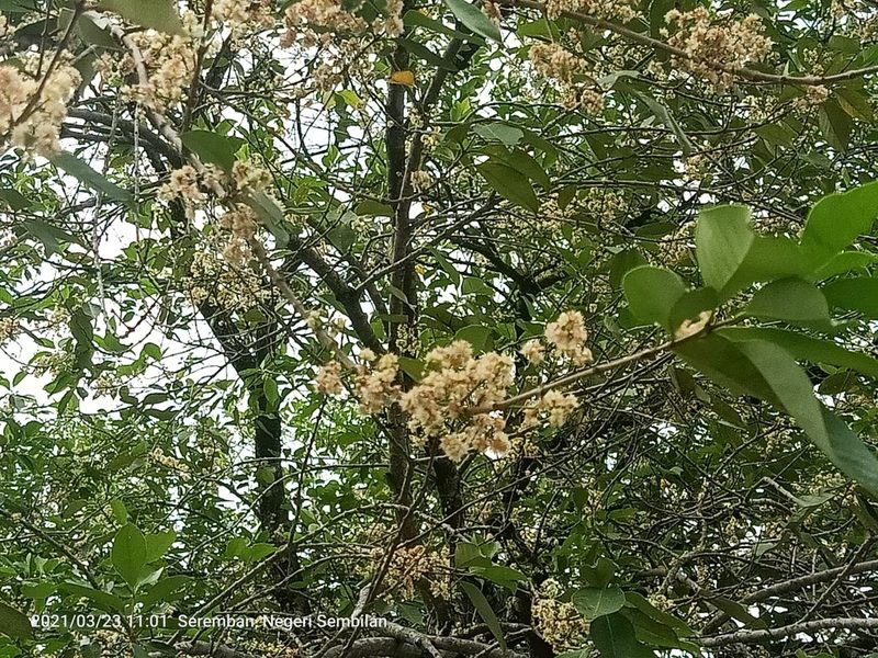 Syzygium polyanthum, photographed by Ong Jyh Seng