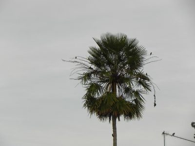 Copernicia alba, photographed by Thomaz Ricardo Favreto Sinani