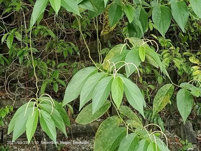 Piper aduncum, photographed by Ong Jyh Seng