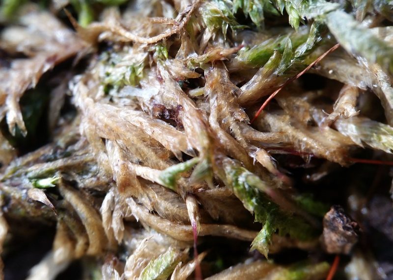 Entodon cladorrhizans, photographed by Zihao Wang