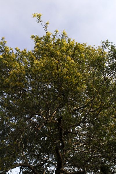 Schinopsis brasiliensis, photographed by Thomaz Ricardo Favreto Sinani