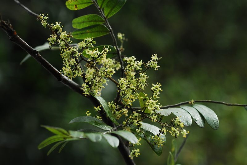 Schinopsis brasiliensis, photographed by Thomaz Ricardo Favreto Sinani