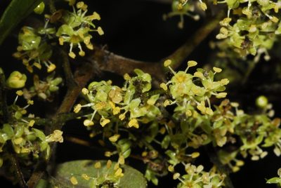 Schinopsis brasiliensis, photographed by Thomaz Ricardo Favreto Sinani