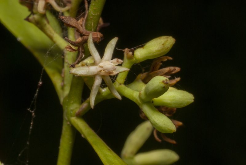 Struthanthus uraguensis, photographed by Thomaz Ricardo Favreto Sinani