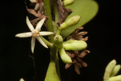 Struthanthus uraguensis, photographed by Thomaz Ricardo Favreto Sinani