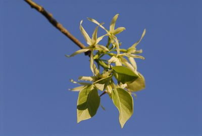 Aspidosperma pyrifolium, photographed by Thomaz Ricardo Favreto Sinani