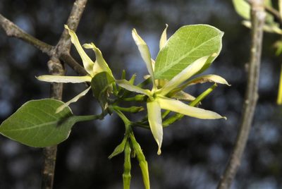 Aspidosperma pyrifolium, photographed by Thomaz Ricardo Favreto Sinani