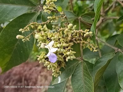 Vitex pinnata, photographed by Ong Jyh Seng