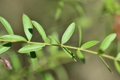 Aspidosperma triternatum, photographed by Thomaz Ricardo Favreto Sinani