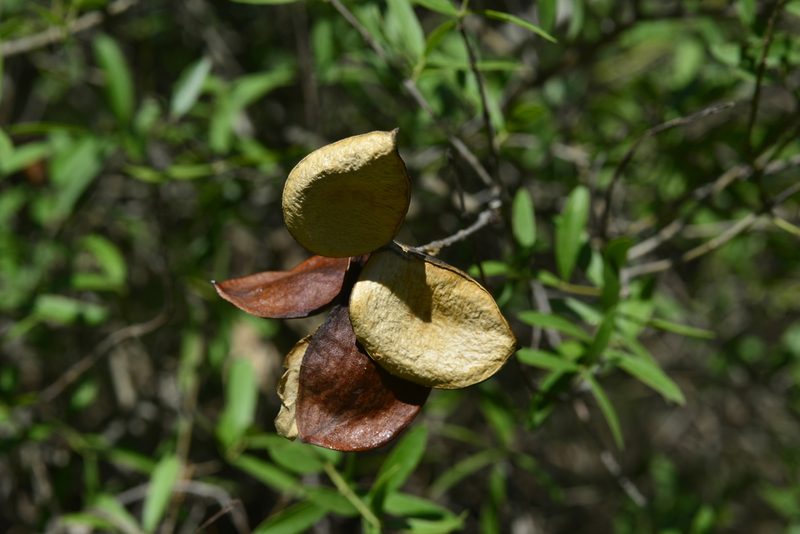 Aspidosperma triternatum, photographed by Thomaz Ricardo Favreto Sinani