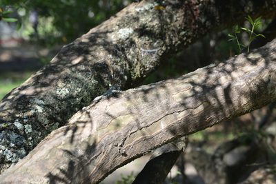 Aspidosperma triternatum, photographed by Thomaz Ricardo Favreto Sinani