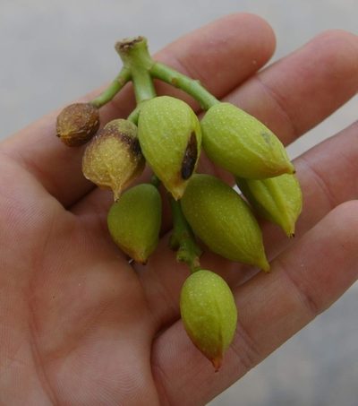 Pistacia vera, photographed by Zac Peterson