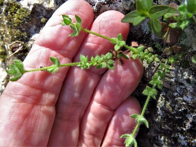 Galium virgatum, photographed by Annika Lindqvist