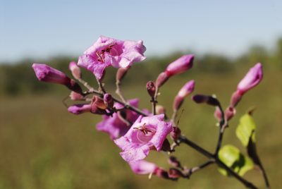 Tanaecium dichotomum, photographed by Thomaz Ricardo Favreto Sinani