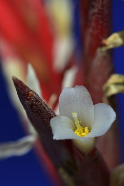 Tillandsia didisticha, photographed by Thomaz Ricardo Favreto Sinani